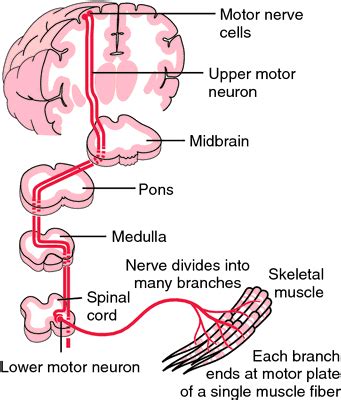 Upper motor neuron n's | definition of upper motor neuron n's by Medical dictionary