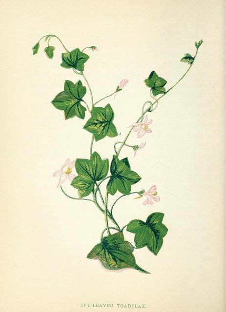 n83_w1150 | Ivy tattoo, Vine tattoos, Botanical drawings