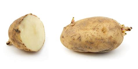 Potato (Solanum tuberosum) tubers | Feedipedia