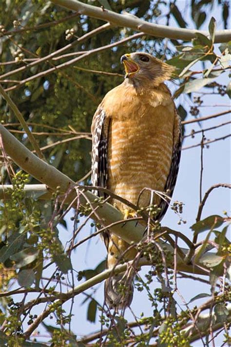 Bay Nature Magazine: Hear the Clarion Call of the Red-Shouldered Hawk