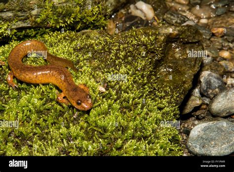 Salamander camouflage hi-res stock photography and images - Alamy