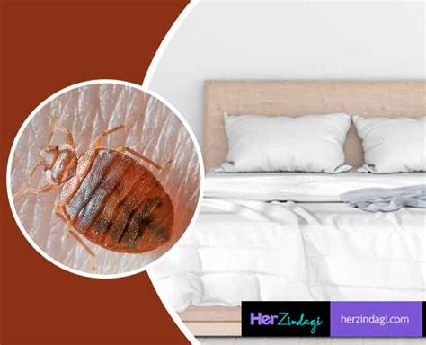 Bed Bugs Khatmal Home Remedies | bed bugs khatmal home remedies | HerZindagi