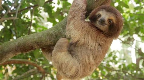 Venezuelan Rainforest Animals