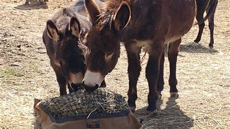 Donkey Care | Little Longears Miniature Donkey Rescue