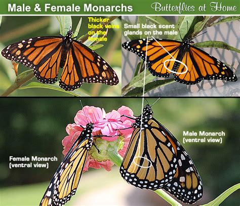 Monarch Butterfly, life cycle, migration, milkweed, tagging, size, Monarch waystations, status ...