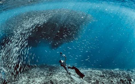 Cebu: Scuba Diving with Sardines and Pescador Island Snorkel | GetYourGuide