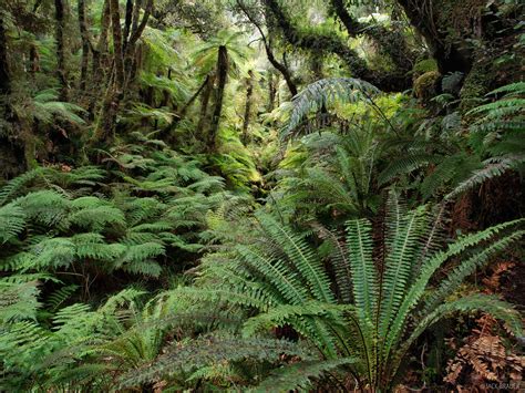 Copeland Track Ferns | New Zealand | Mountain Photography by Jack Brauer