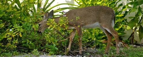 Key Deer National Wildlife Refuge