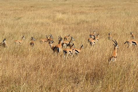 Thomsons Gazelles | A large herd of Thomsons Gazelle in the … | Flickr