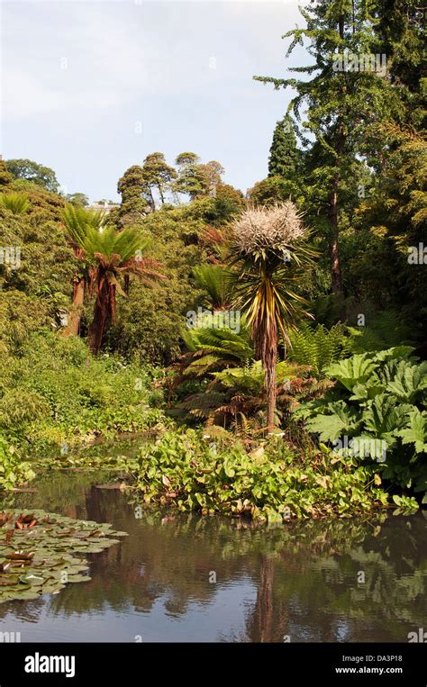 The lost jungle at Heligan gardens in Cornwall, Uk Stock Photo - Alamy