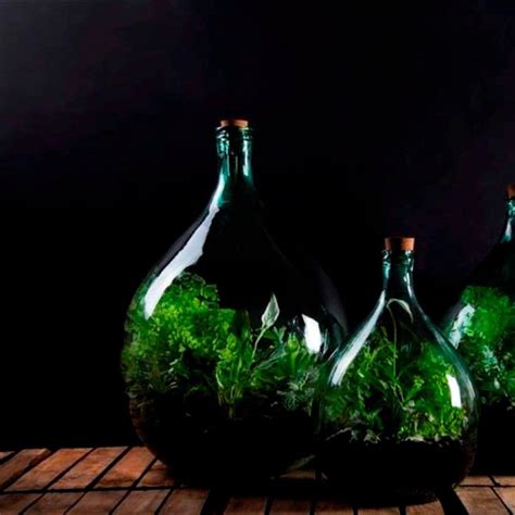 Buy Plant terrarium bottle 5 litre set