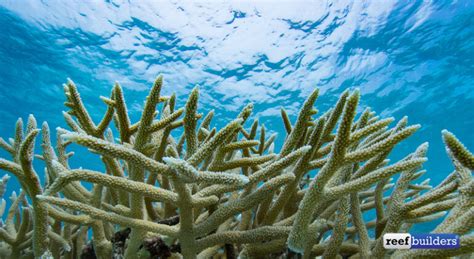 Acropora palmata, the majestic and endangered elkhorn coral | Reef ...