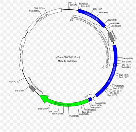 Restriction Map Plasmid Vector PUC19 PGLO, PNG, 1200x1164px, Restriction Map, Area, Bacteria ...