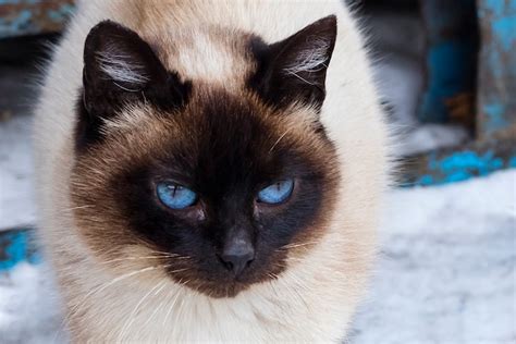 Premium Photo | Beautiful gray brown cat with blue eyes, on a street