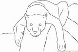 Free Coloring Pages Panther sketch template