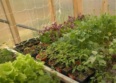 16 Best Herbs to Grow in Your Home Greenhouse - Gardening Channel