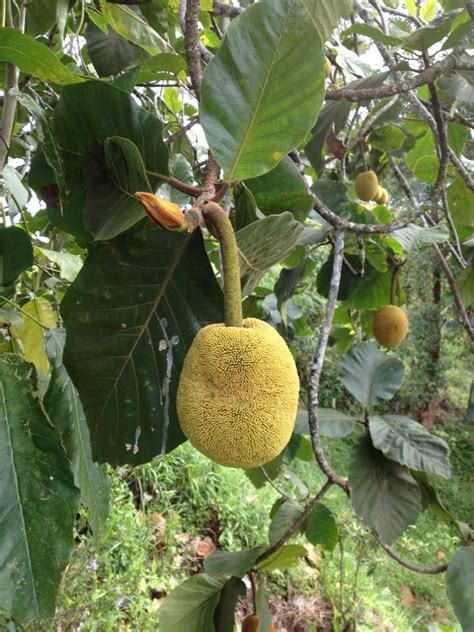 Tarap Tree and fruit. Tree can grow up to 2-storeys building high. | Tropical Fruits | Pinterest ...