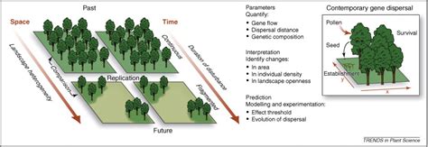 Taking a tree's perspective on forest fragmentation genetics: Trends in Plant Science