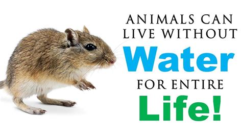 HOW DO SOME AMAZING ANIMALS LIVE WITHOUT WATER | WONDERED WHERE THEY ...