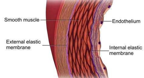 Endothelial Cells as Blood Vessel Barriers Research