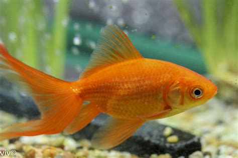 Orange Goldfish Goldfish, Fish Tank, Orange, Pets, Pictures, Animals ...