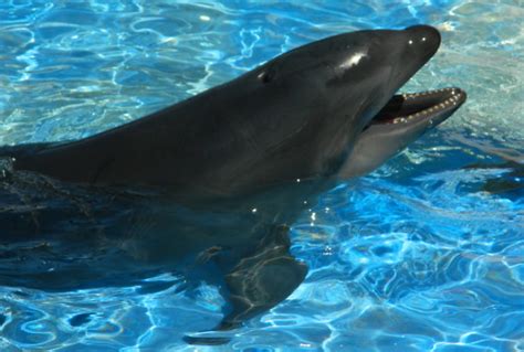 Wholphin (Bottlenose Dolphin + False Killer Whale), wolphin,