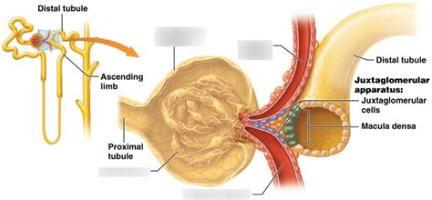 glomerulus Diagram | Quizlet