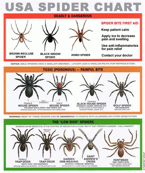 Spider Bite Treatment, Symptoms, and Pictures | Survival Life