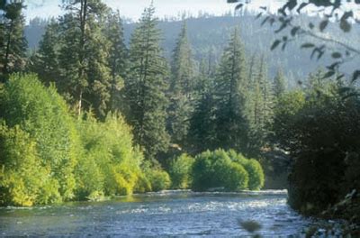 Hike Metolius River | Oregon.com