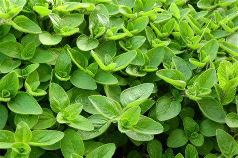 Marjoram: How to Plant, Grow, and Care for Marjoram | The Old Farmer's Almanac