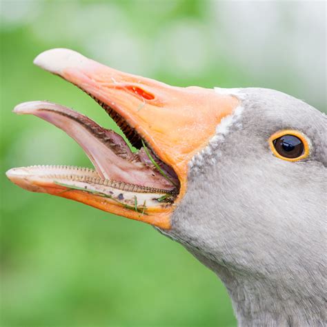 America's ToothFairy - Fun Facts About Animal Teeth