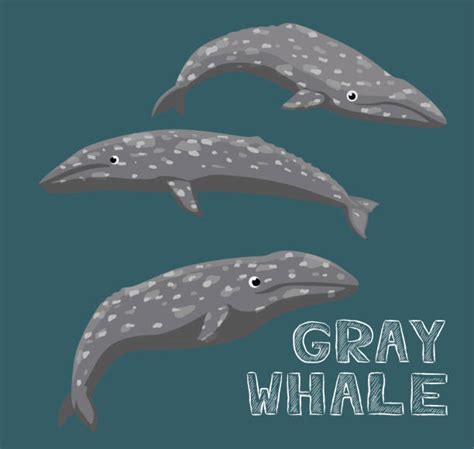 Gray Whale Illustrations, Royalty-Free Vector Graphics & Clip Art - iStock