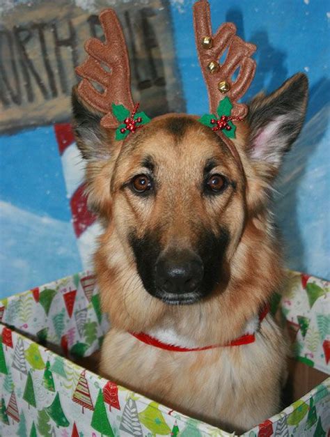 25 Animal Charities with Gifts and Cards to Buy Online | Dog christmas ...