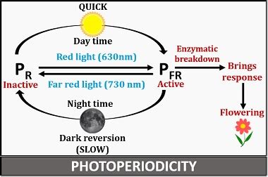 What is Photoperiodism? Definition, Types, Mechanism & Induction - Biology Reader