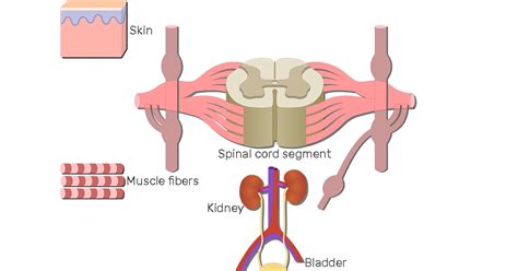 Spinal Cord Gray Matter Anatomy & Functions | GetBodySmart