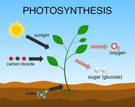 Explain photosynthesis with a diagram? Write the balanced equation for ...