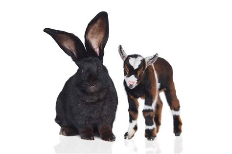 Flemish Giant Rabbit: Temperament, Diet, and Care Guide