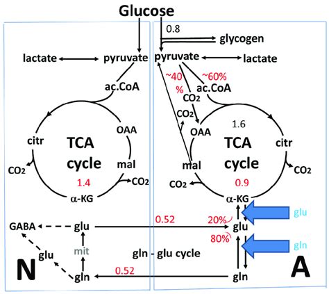 Cartoon of glucose metabolism via pyruvate in neurons (left-N) and... | Download Scientific Diagram