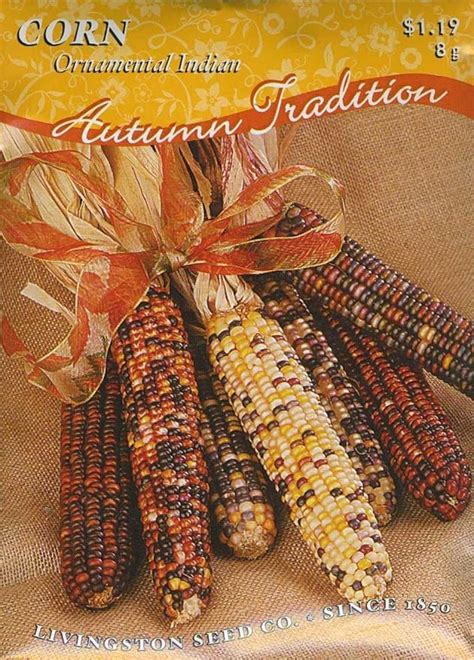 Amazon.com : Ornamental Indian Corn Seeds - 8 grams : Vegetable Plants ...