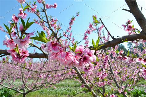 Apricot tree flowers containing apricot, tree, and flowers | High-Quality Nature Stock Photos ...