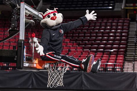 Blaze the Trail Cat In a basketball hoop