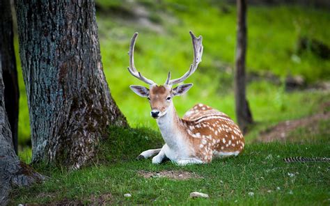 European fallow deer Fondos de pantalla HD y Fondos de Escritorio