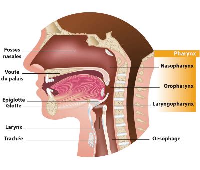 Maux de gorge : Définition, symptômes, diagnostic et traitement