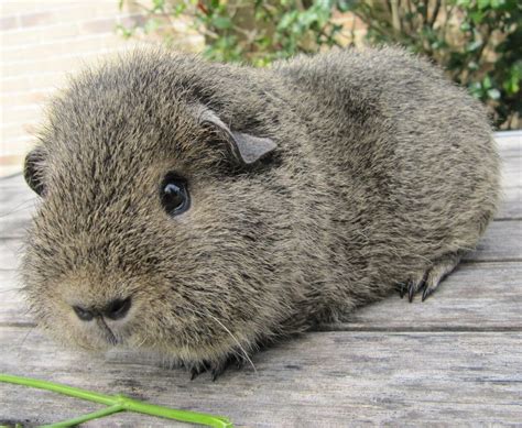 All Things Guinea Pig: Breeds and Varieties | Guinea pigs, Cute guinea pigs, Guinea pig breeding