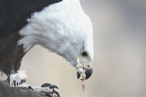 What Does An Eagle Eat? — Forest Wildlife