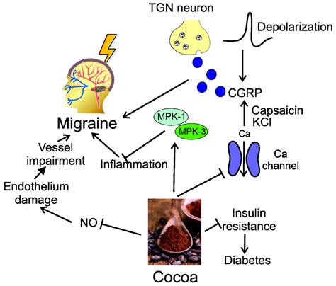 Nutrients | Free Full-Text | Nutrition and Calcitonin Gene Related Peptide (CGRP) in Migraine