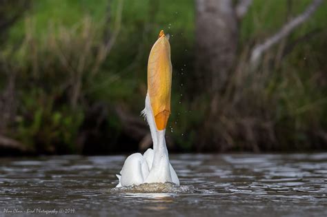 cormorant Archives