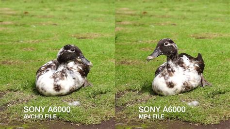 Sony A6000 - AVCHD Vs MP4 Video Comparison - YouTube