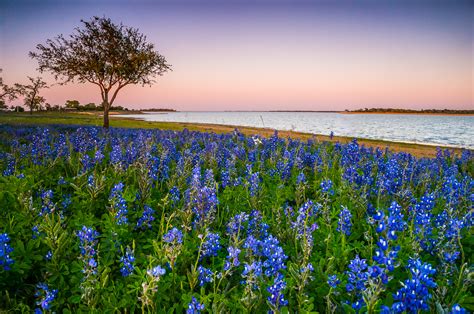 Lakeside Texas Bluebonnets In Twilight | Texas | Wildflower | Lake | Pictures, Photos, Images ...