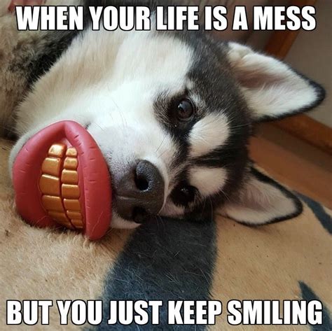 Keep. Smiling. | Siberian husky, Husky memes, Husky